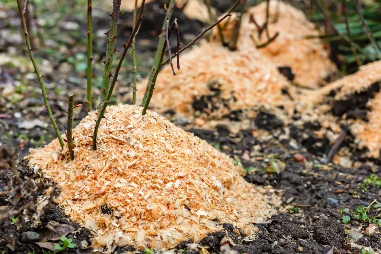 comment protéger mon jardin des insectes feuilles mortes paillage obligatoire ratisser faire sortir larves surface