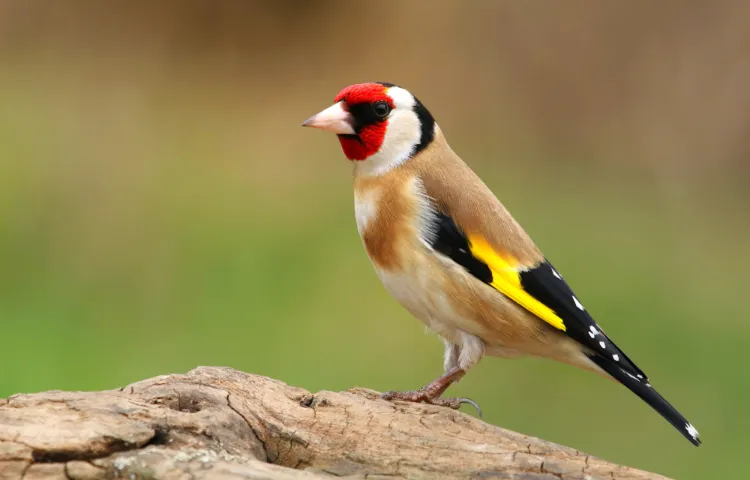 comment reconnaitre les oiseaux du jardin noms avec photos identifier chardonneret élégant