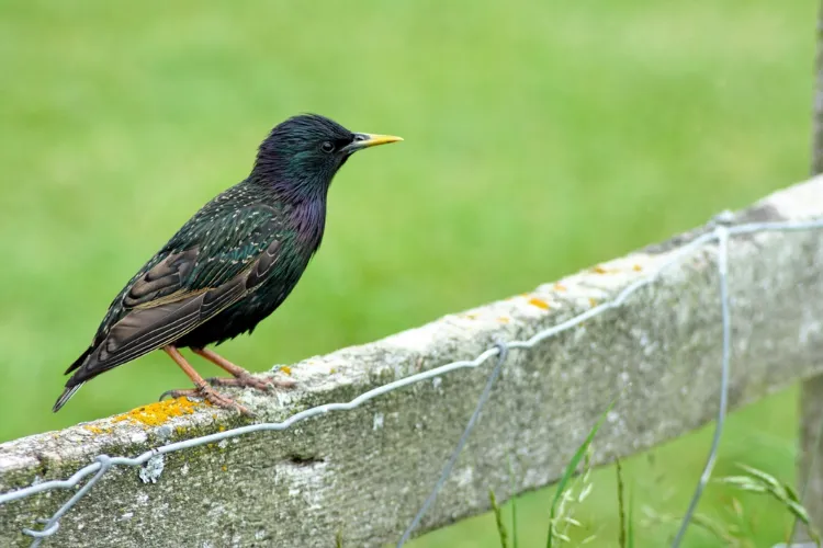 comment reconnaitre les oiseaux du jardin noms avec photos identifier étourneau sansonnet