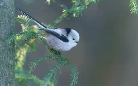 comment reconnaitre les oiseaux du jardin noms avec photos identifier mésange longue queue