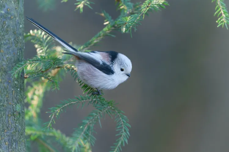 comment reconnaitre les oiseaux du jardin noms avec photos identifier mésange longue queue