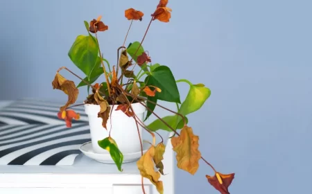 comment récuperer un anthurium qui jaunit feuilles engrais maladies