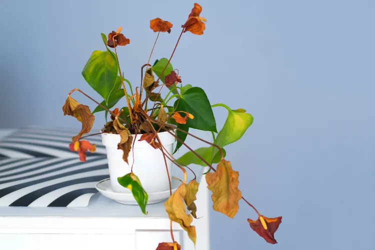 comment récuperer un anthurium qui jaunit feuilles engrais