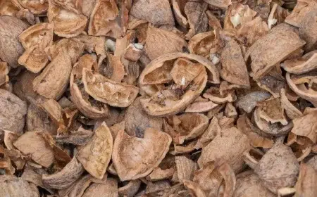 comment recycler reutiliser coquilles de noix dans le jardin mélanger à la terre drainage sol lourd plantes