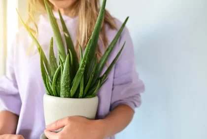 comment savoir si l'aloe vera a besoin d'eau