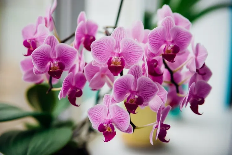 comment savoir si l'orchidée a besoin d'eau