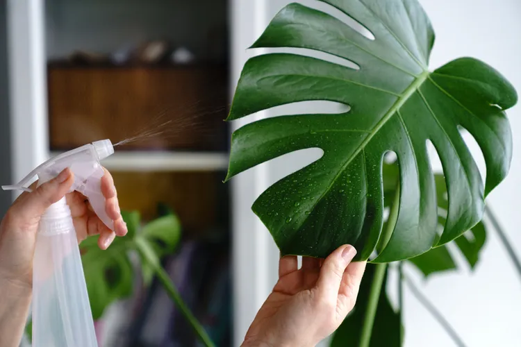 comment savoir si ma monstera a soif