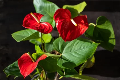 comment savoir si un anthurium a soif 2024