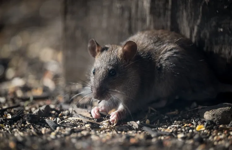 comment se débarasser des rats avec du bicarbonate de soude remede grand mere naturel gaz mortel