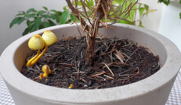 comment se débarrasser des champignons dans les plantes d'intérieur