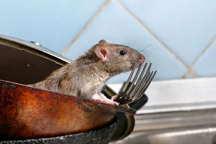 comment se débarrasser des rats avec du dentifrice