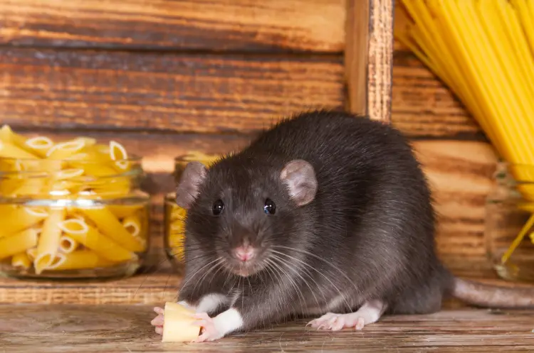 comment se débarrasser des rats avec du sel souris appâts chasser tuer produit efficace naturel 