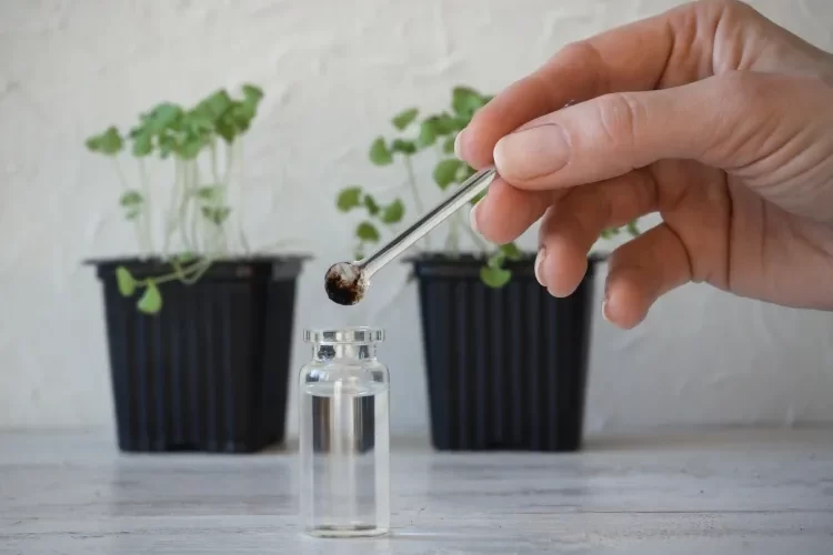 comment se débarrasser du mildiou sur les plantes utiliser fongicides naturels faits maison bicarbonate soude