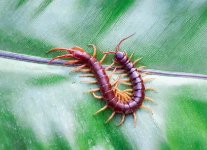 comment se debarrasser dun centipede humidite insectes huiles essentielles pieges