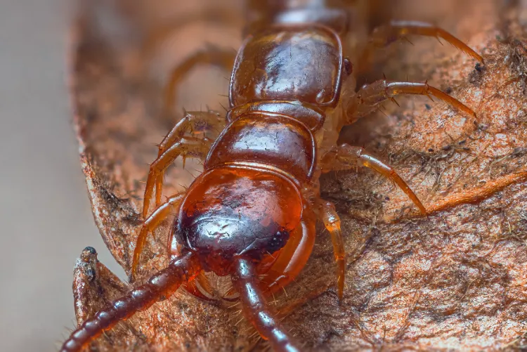 comment se debarrasser dun centipede humidite insectes