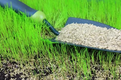 comment semer de la pelouse à la main quantité graines dépend taille zone type herbe climat profondeur idéale