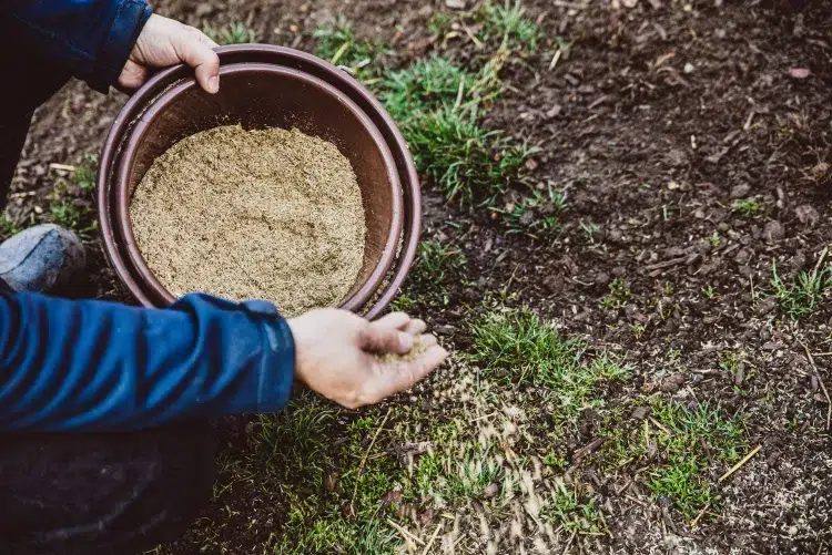comment semer pelouse à la volée sans gaspillage graines ratisser sol mettre sillons égaliser tasser
