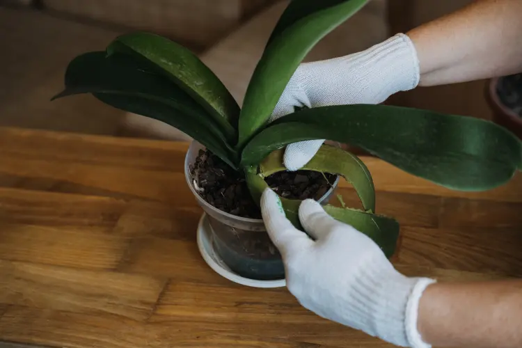comment s'occuper d'une orchidée après floraison astuces 