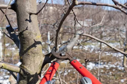 comment tailler un pommier en hiver