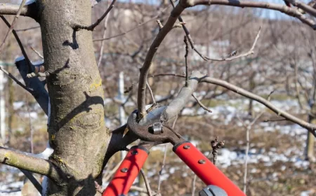 comment tailler un pommier en hiver