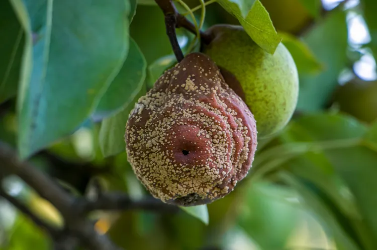 comment traiter les champignons sur des arbres fruitiers rouille moniliose oidium phellin