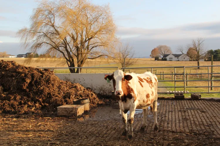 comment utiliser fumier de vache au potager jardin ornement le préparer soi meme via compostage chaud