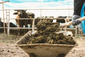 comment utiliser le fumier vache au potager jardin ornement le préparer soi meme via compostage chaud