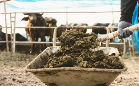 comment utiliser le fumier vache au potager jardin ornement le préparer soi meme via compostage chaud