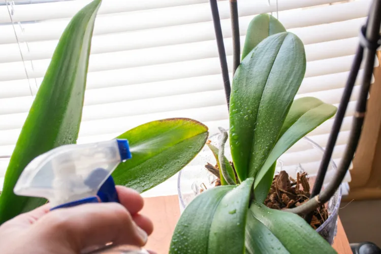 comment vaporiser une orchidée avec du bicarbonate pour la faire refleurir
