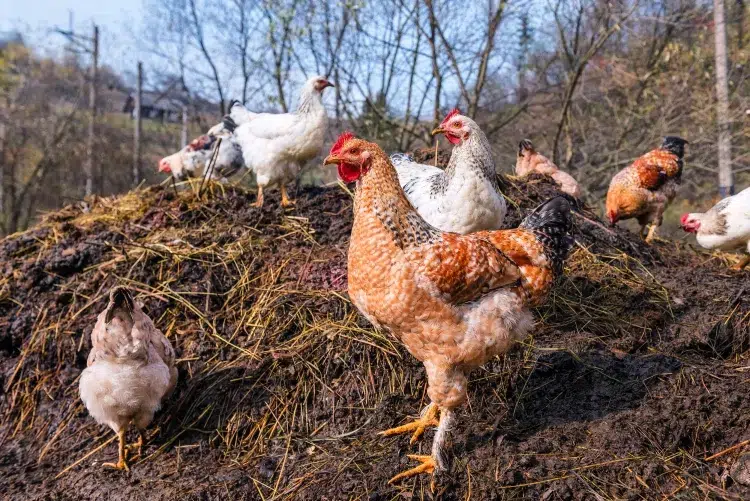 comment vermifuger une poule avec de l'ail causes apparition vers mauvaise alimentation hygiène