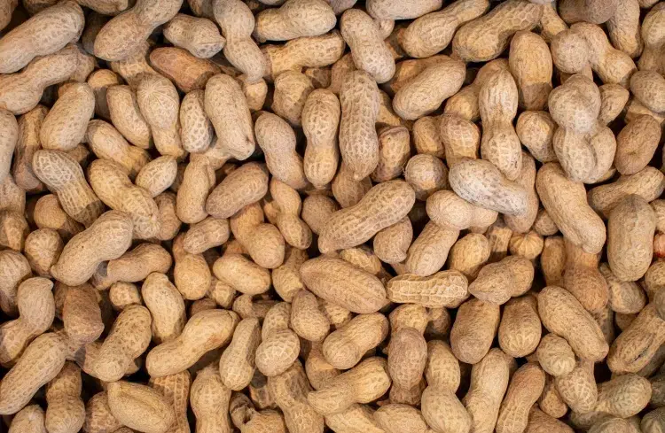 coque de cacahuète compost prudence arachides contenu pesticides utiliser litière chat poules