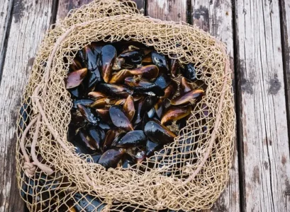coquilles de moules au compost