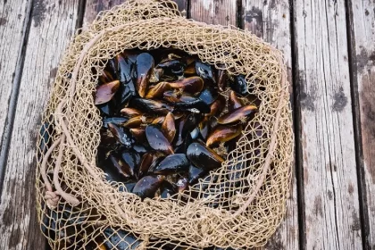 coquilles de moules au compost