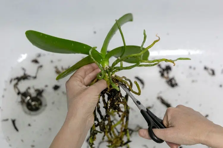 couper les racines d'une orchidée