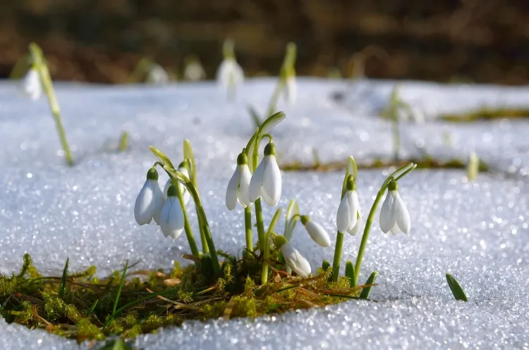 perce neige grande résistance premières fleurs de l' année