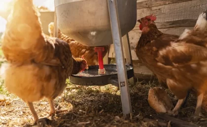 donner du vin aux poules bienfaits quels effets bon santé pontes oeufs