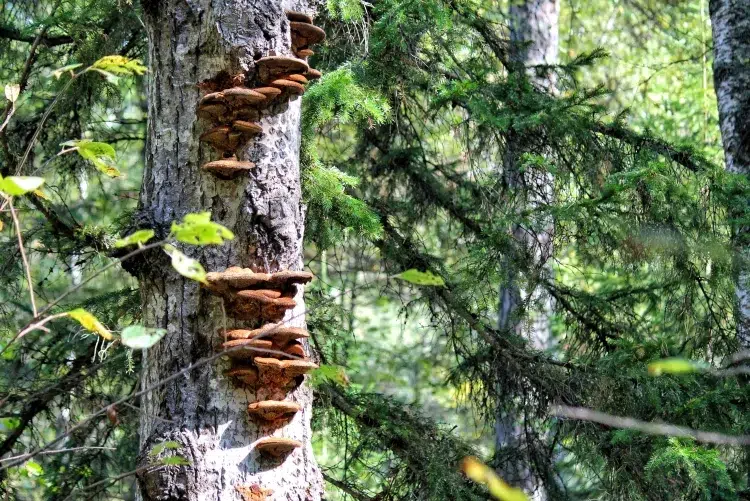 éliminer les champignons sur les arbres raison banale présence formations fongiques écorce