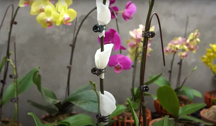 engrais maison naturel pour orchidée