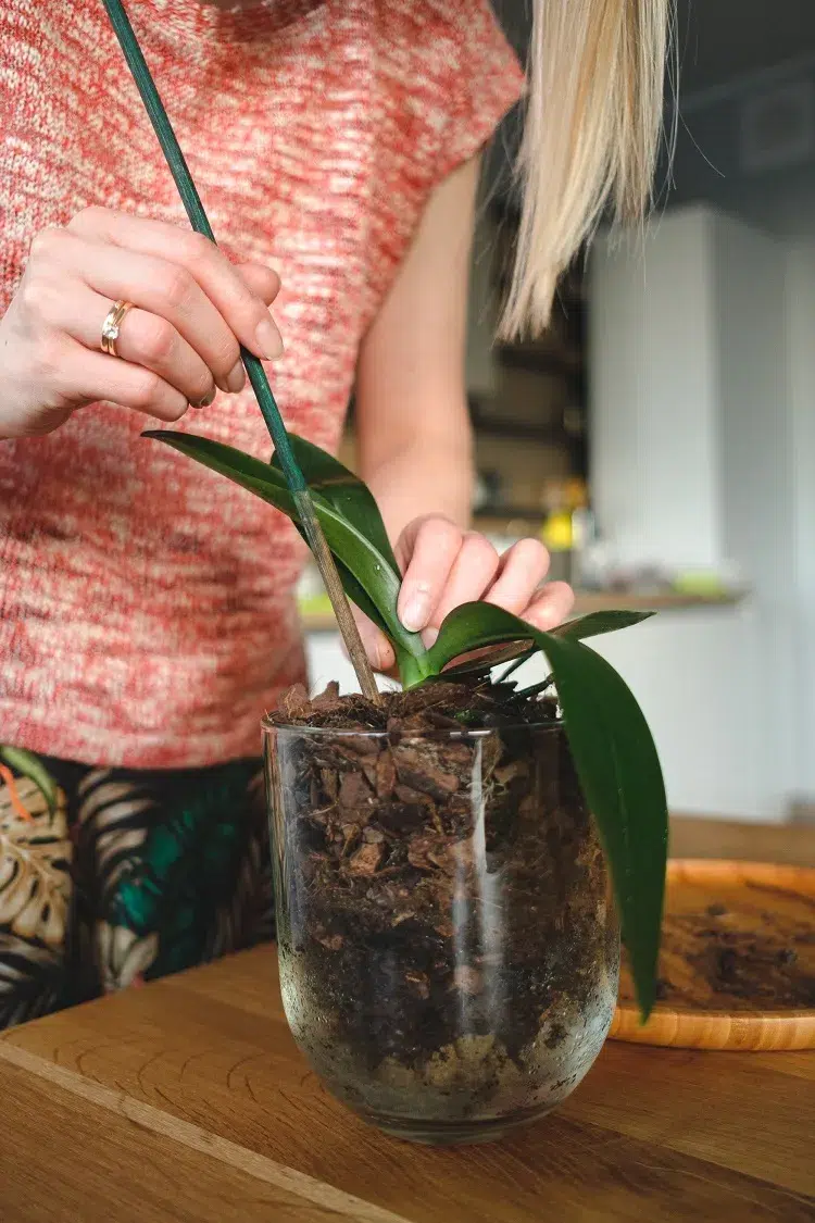 engrais maison pour les orchidées recette naturelle avec des ceindres de bois