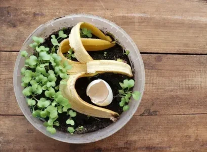 engrais pour les semis