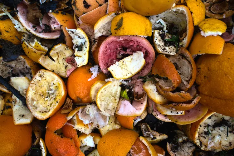 enrichir son compost peau agrumes oranges pelures
