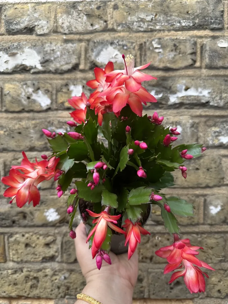 entretien cactus de noel en pot arrosage lumière