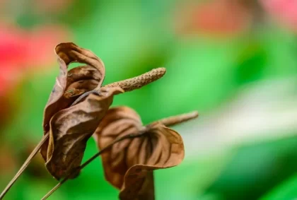 entretien des anthuriums faut il couper les fleurs fannées des anthuriums