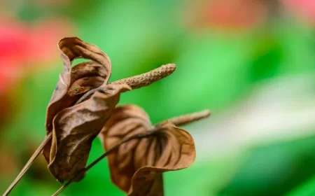 entretien des anthuriums faut il couper les fleurs fannées des anthuriums
