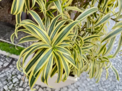 entretien hiver dracaena