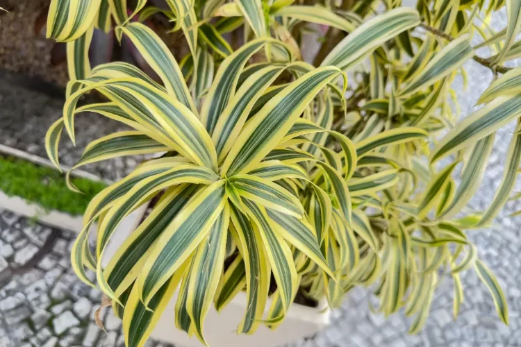 entretien hiver dracaena
