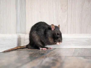 est ce que le vinaigre fait fuir les rats