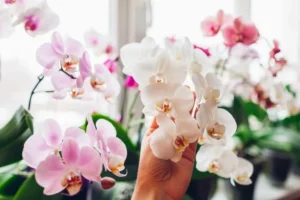 est ce que les coquilles d'œuf sont bonnes pour les orchidées