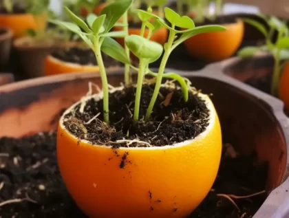 faire des semis en février pelures agrumes compostables utiliser moitiés vides contenants semis