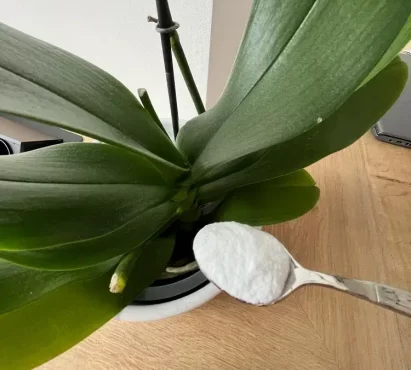 faire fleurir une orchidée avec du bicarbonate de soude erreurs fertilisation engrais naturel